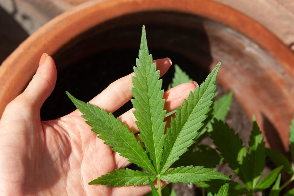 cannabis legal anbauen