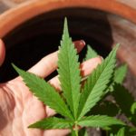 cannabis legal anbauen