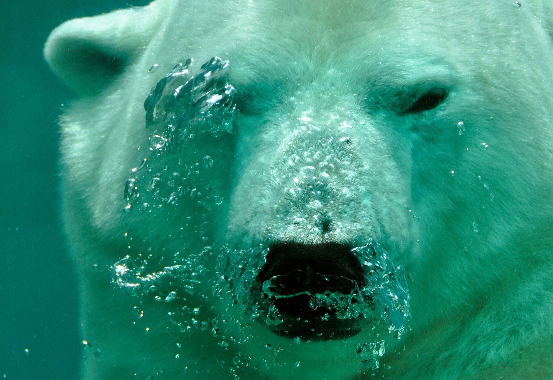 Schwimmen mit Eisbären